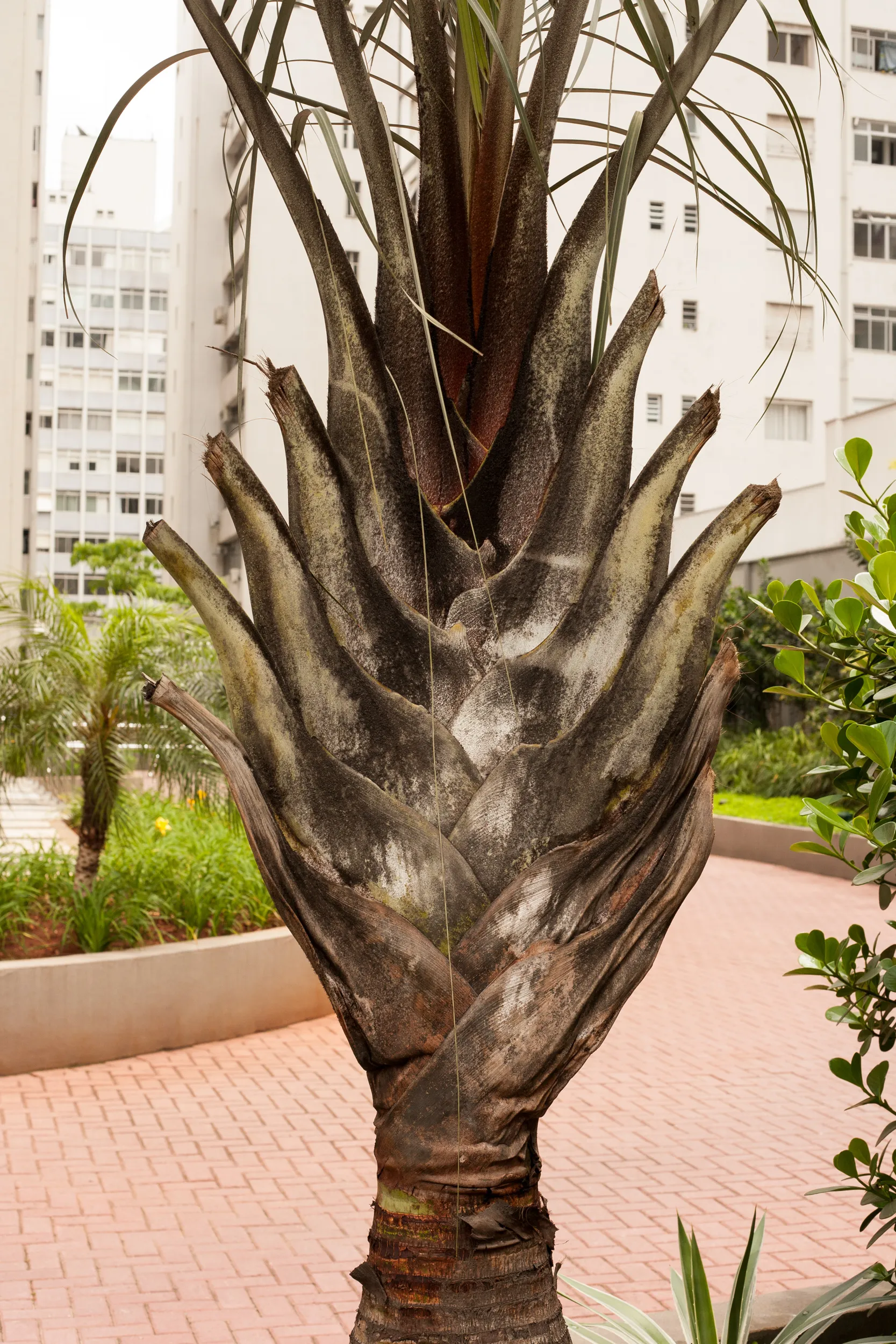 Tropeço, plate 2 — street photograph by Mario Lalau
